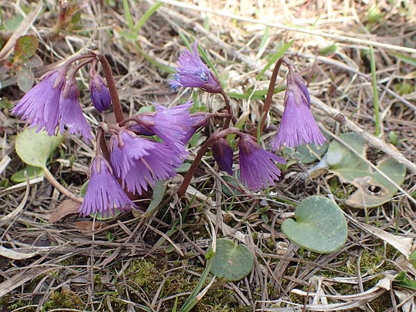 Soldanella alpina \ Alpenglckchen / Alpine Snowbell, A Kärnten/Carinthia, Hochstuhl 17.5.2016