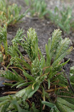 Sclerochloa dura \ Gewhnliches Hartgras / Common Hardgrass, Fairground Grass, A Seewinkel, Apetlon 8.5.2022