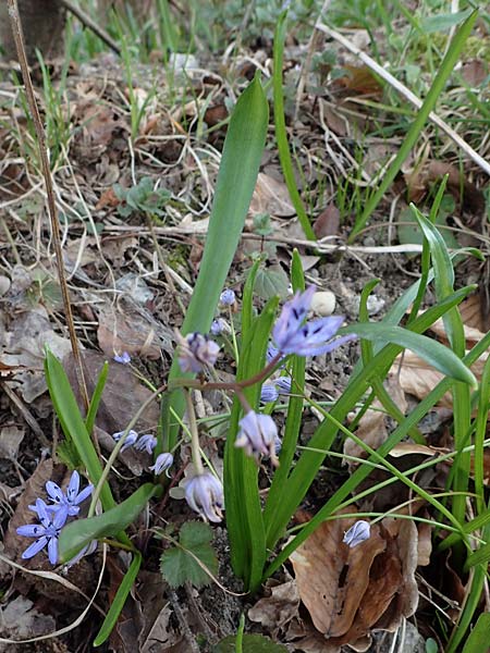 Scilla drunensis \ Traun-Blaustern / Traun Squill, A Weinviertel,  G&ouml;llersdorf-Wischathal 1.4.2023