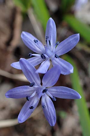 Scilla drunensis \ Traun-Blaustern / Traun Squill, A Weinviertel,  G&ouml;llersdorf-Wischathal 1.4.2023