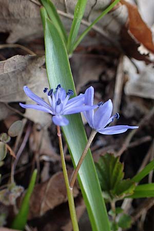 Scilla drunensis \ Traun-Blaustern / Traun Squill, A Weinviertel,  G&ouml;llersdorf-Wischathal 1.4.2023