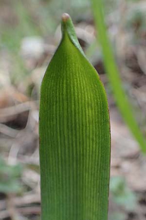 Scilla drunensis \ Traun-Blaustern / Traun Squill, A Weinviertel,  G&ouml;llersdorf-Wischathal 1.4.2023