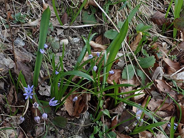 Scilla drunensis \ Traun-Blaustern / Traun Squill, A Weinviertel,  G&ouml;llersdorf-Wischathal 1.4.2023