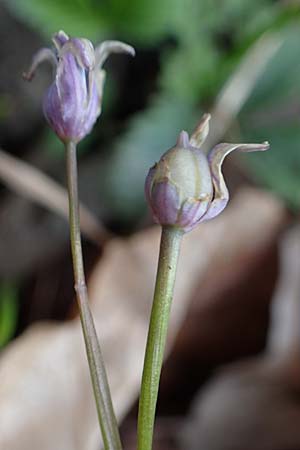 Scilla drunensis \ Traun-Blaustern / Traun Squill, A Weinviertel,  G&ouml;llersdorf-Wischathal 1.4.2023