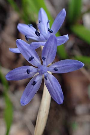 Scilla drunensis \ Traun-Blaustern / Traun Squill, A Weinviertel,  G&ouml;llersdorf-Wischathal 1.4.2023