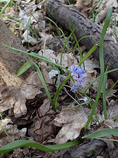 Scilla drunensis \ Traun-Blaustern / Traun Squill, A Weinviertel,  G&ouml;llersdorf-Wischathal 1.4.2023