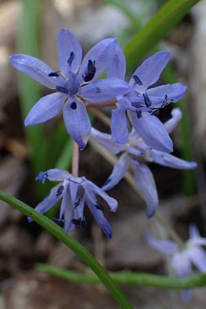 Scilla drunensis \ Traun-Blaustern / Traun Squill, A Weinviertel,  G&ouml;llersdorf-Wischathal 1.4.2023