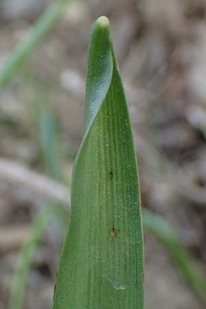 Scilla drunensis \ Traun-Blaustern / Traun Squill, A Weinviertel,  G&ouml;llersdorf-Wischathal 1.4.2023