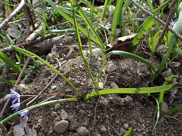 Scilla drunensis \ Traun-Blaustern / Traun Squill, A Weinviertel,  G&ouml;llersdorf-Wischathal 1.4.2023