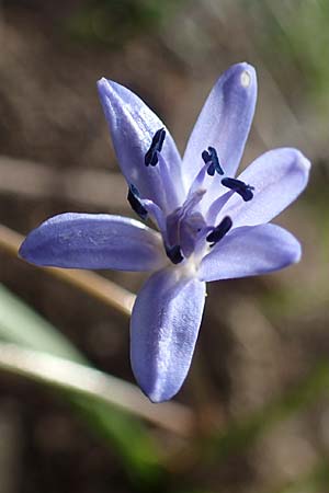 Scilla drunensis \ Traun-Blaustern / Traun Squill, A Weinviertel,  G&ouml;llersdorf-Wischathal 1.4.2023