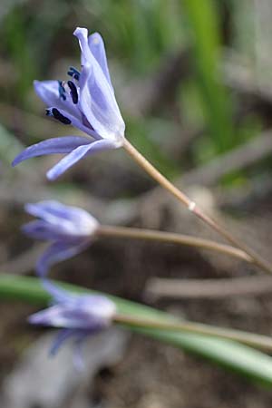 Scilla drunensis \ Traun-Blaustern / Traun Squill, A Weinviertel,  G&ouml;llersdorf-Wischathal 1.4.2023