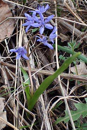 Scilla drunensis \ Traun-Blaustern / Traun Squill, A Weinviertel,  G&ouml;llersdorf-Wischathal 1.4.2023