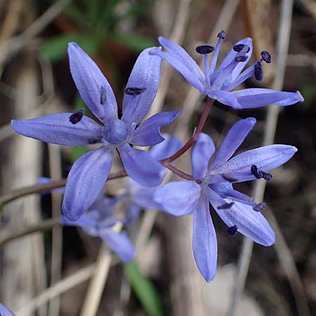 Scilla drunensis \ Traun-Blaustern / Traun Squill, A Weinviertel,  G&ouml;llersdorf-Wischathal 1.4.2023