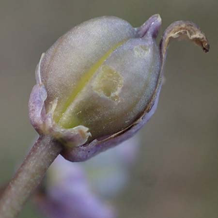 Scilla drunensis \ Traun-Blaustern / Traun Squill, A Weinviertel,  G&ouml;llersdorf-Wischathal 1.4.2023