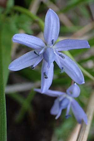 Scilla drunensis \ Traun-Blaustern / Traun Squill, A Weinviertel,  G&ouml;llersdorf-Wischathal 1.4.2023