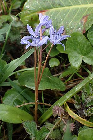 Scilla drunensis \ Traun-Blaustern / Traun Squill, A Wien H&ouml;henstra&szlig;e 2.4.2023