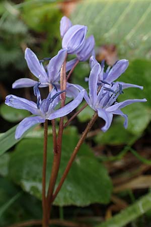 Scilla drunensis \ Traun-Blaustern / Traun Squill, A Wien H&ouml;henstra&szlig;e 2.4.2023
