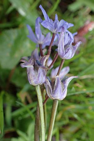 Scilla drunensis \ Traun-Blaustern / Traun Squill, A Wien H&ouml;henstra&szlig;e 2.4.2023