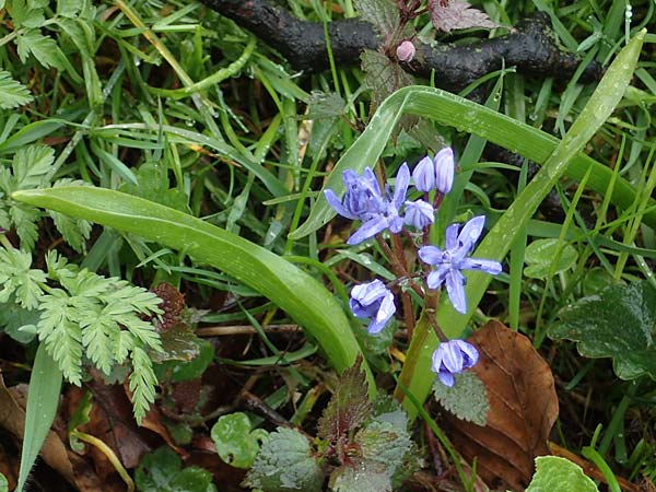 Scilla drunensis \ Traun-Blaustern / Traun Squill, A Wien H&ouml;henstra&szlig;e 2.4.2023
