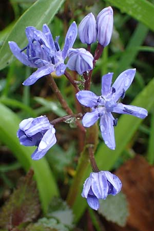 Scilla drunensis \ Traun-Blaustern / Traun Squill, A Wien H&ouml;henstra&szlig;e 2.4.2023