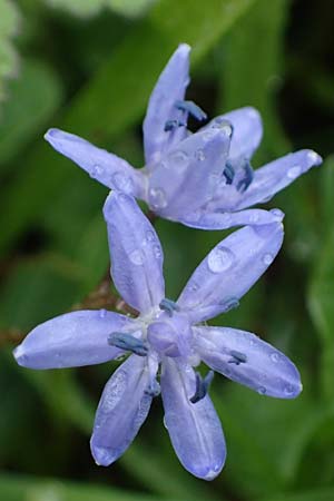 Scilla drunensis \ Traun-Blaustern / Traun Squill, A Wien H&ouml;henstra&szlig;e 2.4.2023