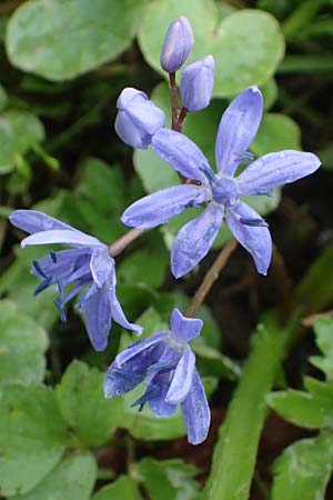Scilla drunensis \ Traun-Blaustern / Traun Squill, A Wien H&ouml;henstra&szlig;e 2.4.2023
