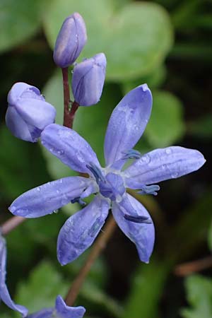 Scilla drunensis \ Traun-Blaustern / Traun Squill, A Wien H&ouml;henstra&szlig;e 2.4.2023