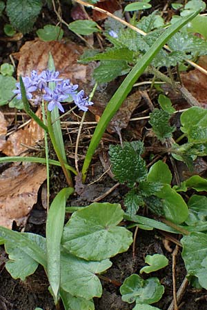 Scilla drunensis \ Traun-Blaustern / Traun Squill, A Wien H&ouml;henstra&szlig;e 2.4.2023