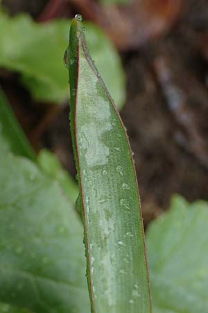 Scilla drunensis \ Traun-Blaustern / Traun Squill, A Wien H&ouml;henstra&szlig;e 2.4.2023