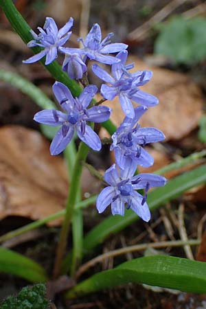 Scilla drunensis \ Traun-Blaustern / Traun Squill, A Wien H&ouml;henstra&szlig;e 2.4.2023