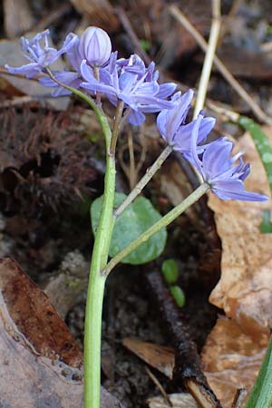 Scilla drunensis \ Traun-Blaustern / Traun Squill, A Wien H&ouml;henstra&szlig;e 2.4.2023