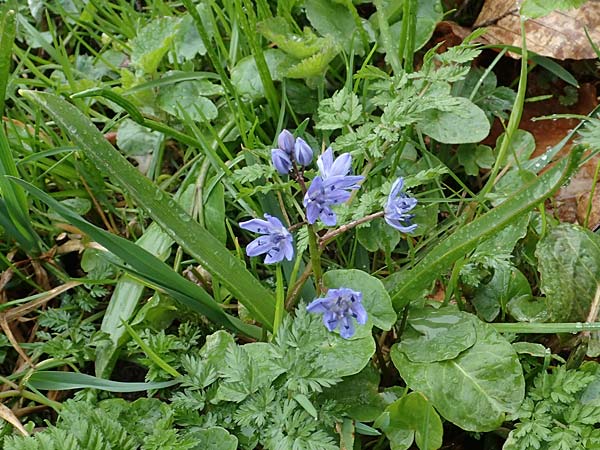 Scilla drunensis \ Traun-Blaustern / Traun Squill, A Wien H&ouml;henstra&szlig;e 2.4.2023
