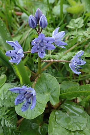Scilla drunensis \ Traun-Blaustern / Traun Squill, A Wien H&ouml;henstra&szlig;e 2.4.2023