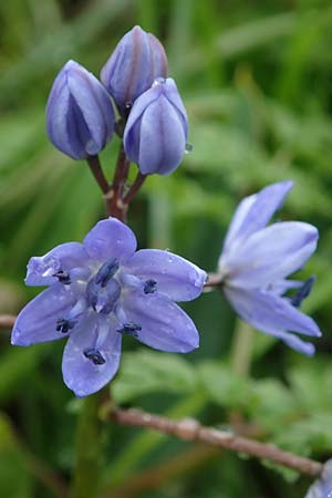 Scilla drunensis \ Traun-Blaustern / Traun Squill, A Wien H&ouml;henstra&szlig;e 2.4.2023
