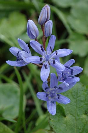 Scilla drunensis \ Traun-Blaustern / Traun Squill, A Wien H&ouml;henstra&szlig;e 2.4.2023