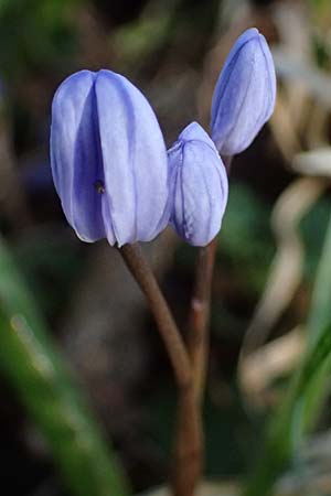 Scilla drunensis \ Traun-Blaustern / Traun Squill, A Weinviertel,  G&ouml;llersdorf-Wischathal 6.3.2024