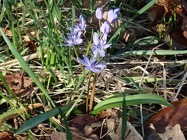 Scilla drunensis \ Traun-Blaustern / Traun Squill, A Weinviertel,  G&ouml;llersdorf-Wischathal 6.3.2024