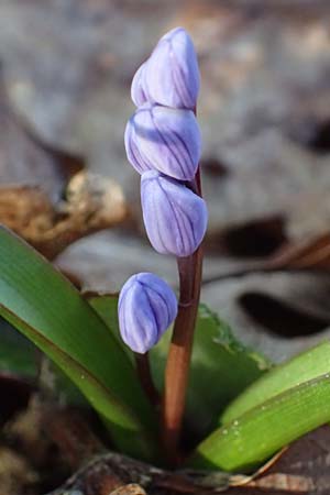 Scilla drunensis \ Traun-Blaustern / Traun Squill, A Weinviertel,  G&ouml;llersdorf-Wischathal 6.3.2024