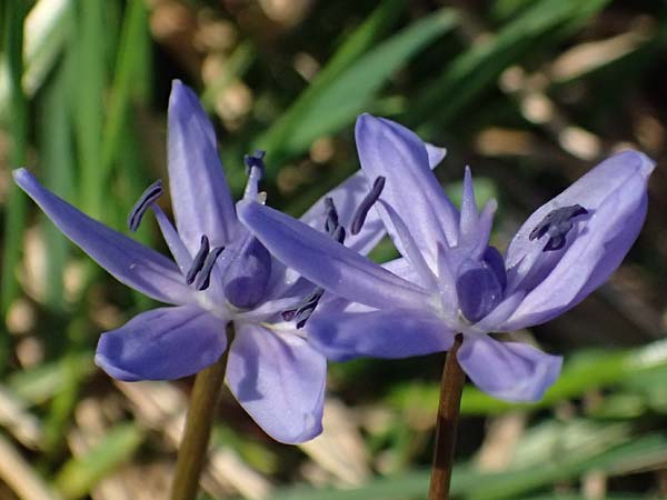Scilla drunensis \ Traun-Blaustern / Traun Squill, A Weinviertel,  G&ouml;llersdorf-Wischathal 6.3.2024