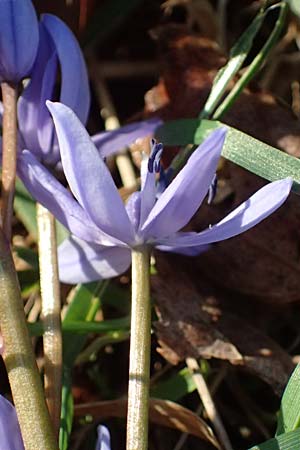 Scilla drunensis \ Traun-Blaustern / Traun Squill, A Weinviertel,  G&ouml;llersdorf-Wischathal 6.3.2024