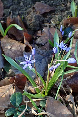 Scilla drunensis \ Traun-Blaustern / Traun Squill, A Weinviertel,  G&ouml;llersdorf-Wischathal 6.3.2024