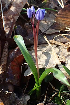 Scilla drunensis \ Traun-Blaustern / Traun Squill, A Weinviertel,  G&ouml;llersdorf-Wischathal 6.3.2024