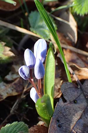 Scilla drunensis \ Traun-Blaustern / Traun Squill, A Weinviertel,  G&ouml;llersdorf-Wischathal 6.3.2024