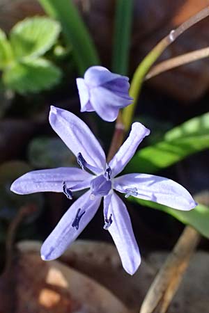 Scilla drunensis \ Traun-Blaustern / Traun Squill, A Weinviertel,  G&ouml;llersdorf-Wischathal 6.3.2024