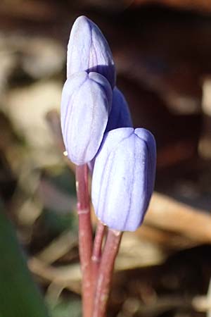 Scilla drunensis \ Traun-Blaustern / Traun Squill, A Weinviertel,  G&ouml;llersdorf-Wischathal 6.3.2024