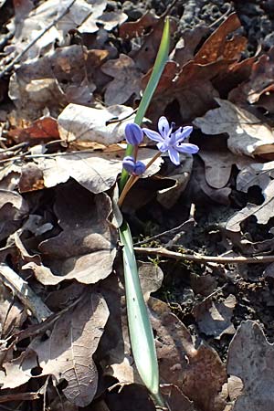 Scilla drunensis \ Traun-Blaustern / Traun Squill, A Weinviertel,  G&ouml;llersdorf-Wischathal 6.3.2024