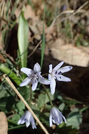 Scilla drunensis \ Traun-Blaustern / Traun Squill, A Weinviertel,  G&ouml;llersdorf-Wischathal 6.3.2024