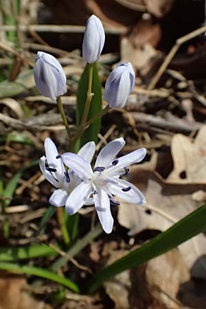 Scilla drunensis \ Traun-Blaustern / Traun Squill, A Weinviertel,  G&ouml;llersdorf-Wischathal 6.3.2024