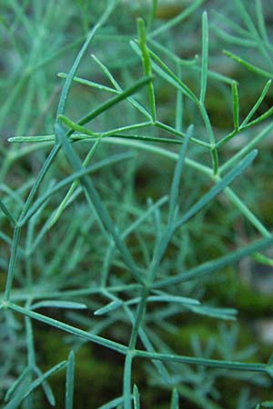 Seseli austriacum \ &Ouml;sterreicher Bergfenchel, &Ouml;sterreicher Sesel / Austrian Seseli, A Klaus 14.7.2007