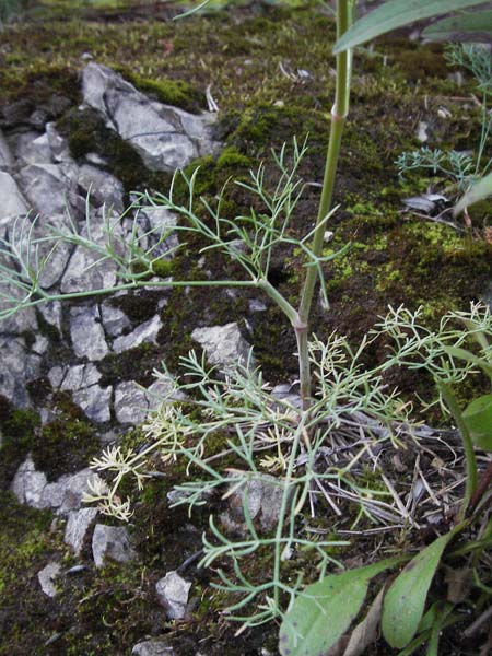 Seseli austriacum \ &Ouml;sterreicher Bergfenchel, &Ouml;sterreicher Sesel / Austrian Seseli, A Klaus 14.7.2007